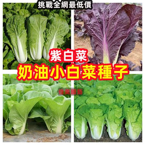 小白菜種子哪裡買